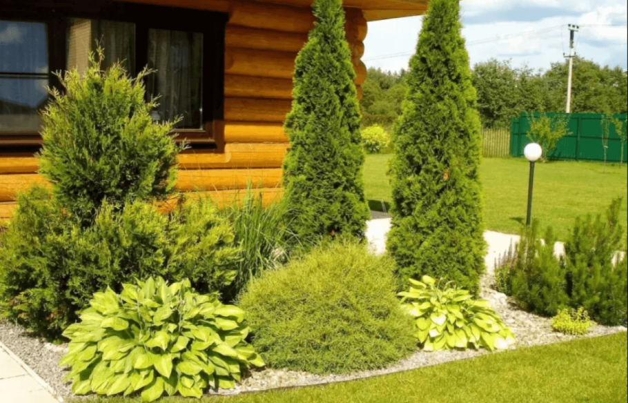 Туя Смарагд и Даника в ландшафте