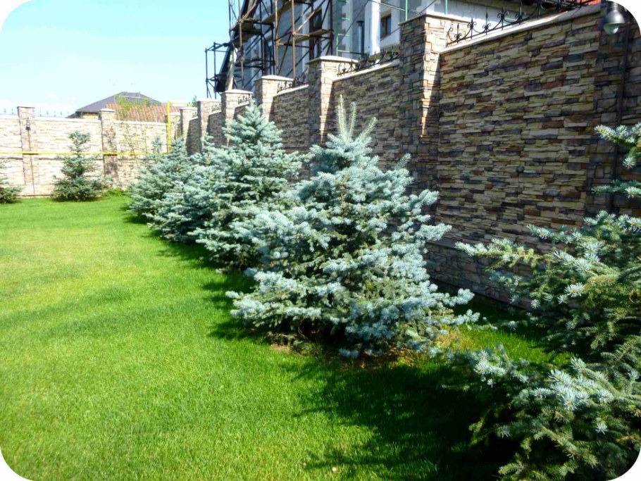 Пихта Сильберлок в миксбордере