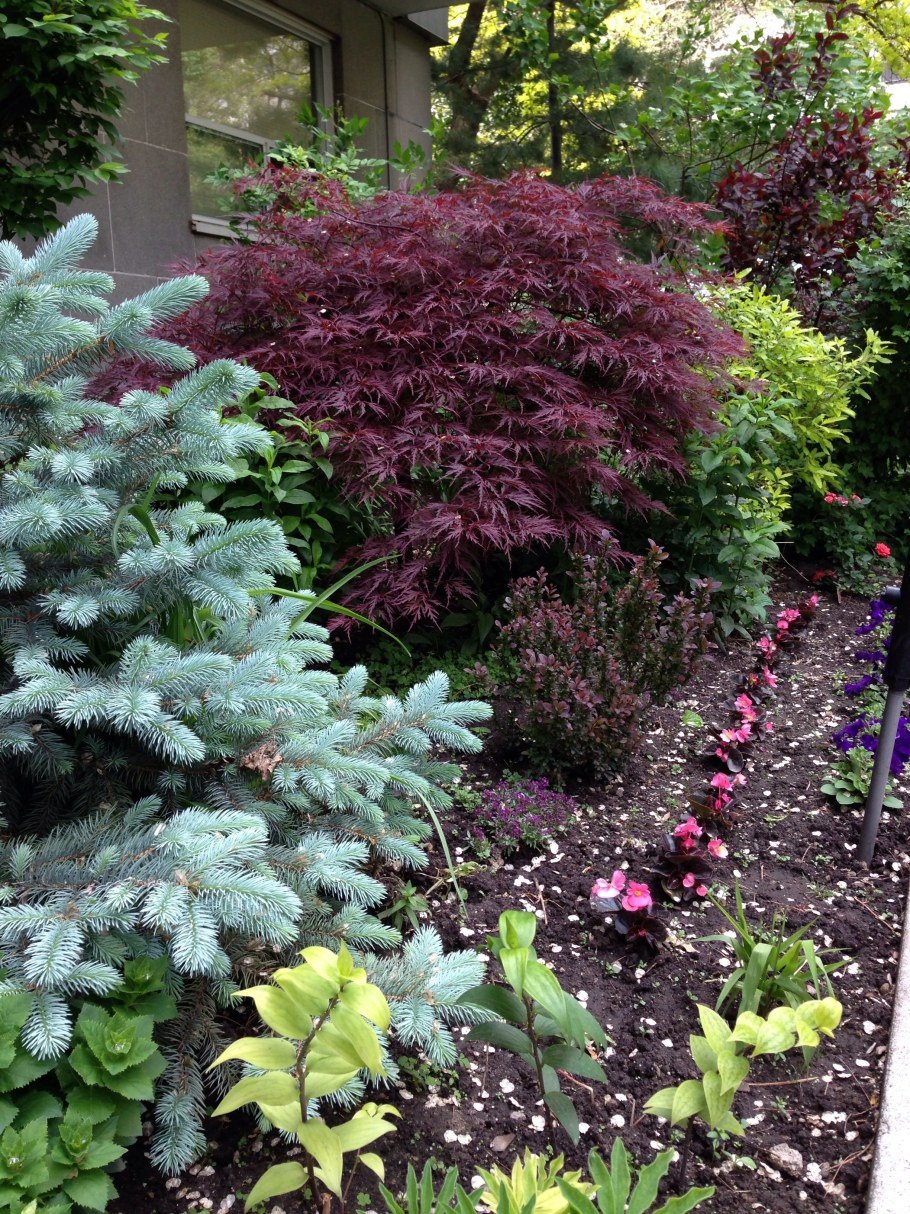 Туя Глаука Глобоза