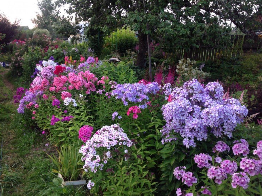 Гортензия Лаймлайт Флокс