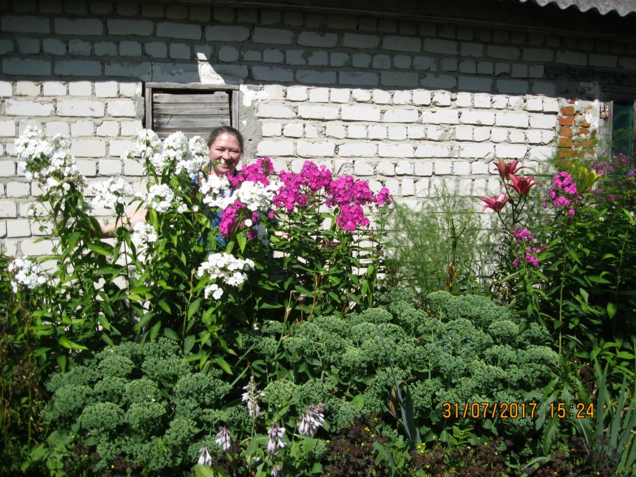Астильба и Флоксы в цветнике