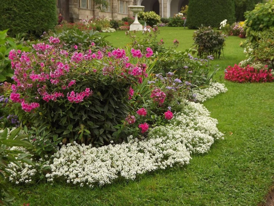 Клумба Мальва дельфиниум Хоста Флоксы рудбекия