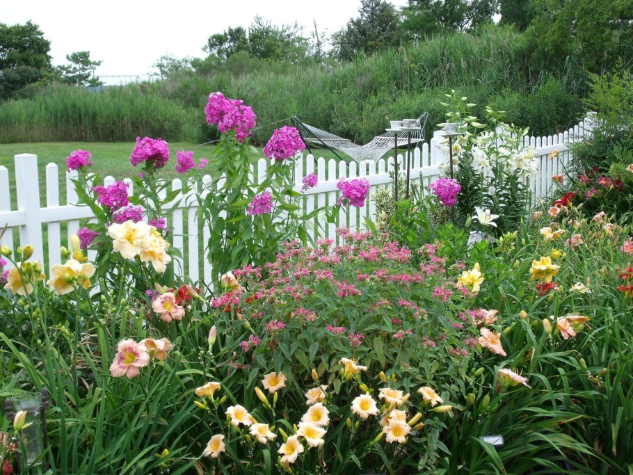 Флоксы в палисаднике