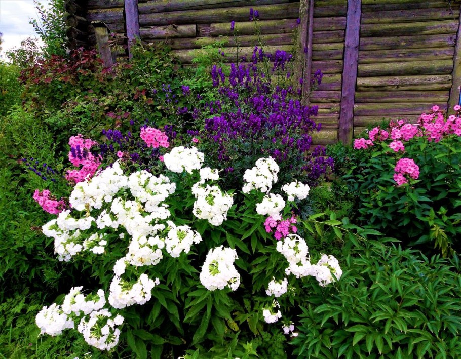 Пионы, Флоксы, лилейники, Хоста