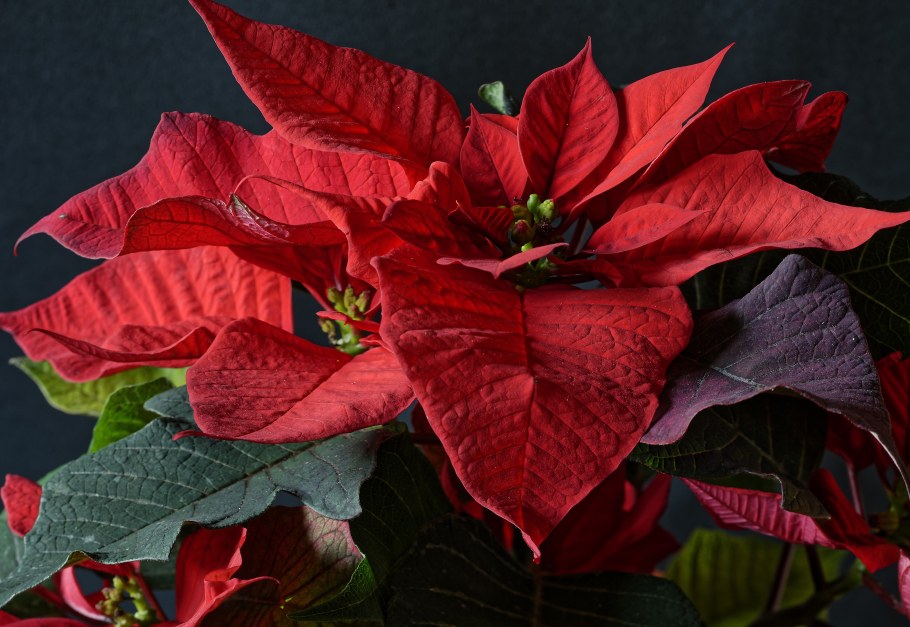 Молочай с красными листьями