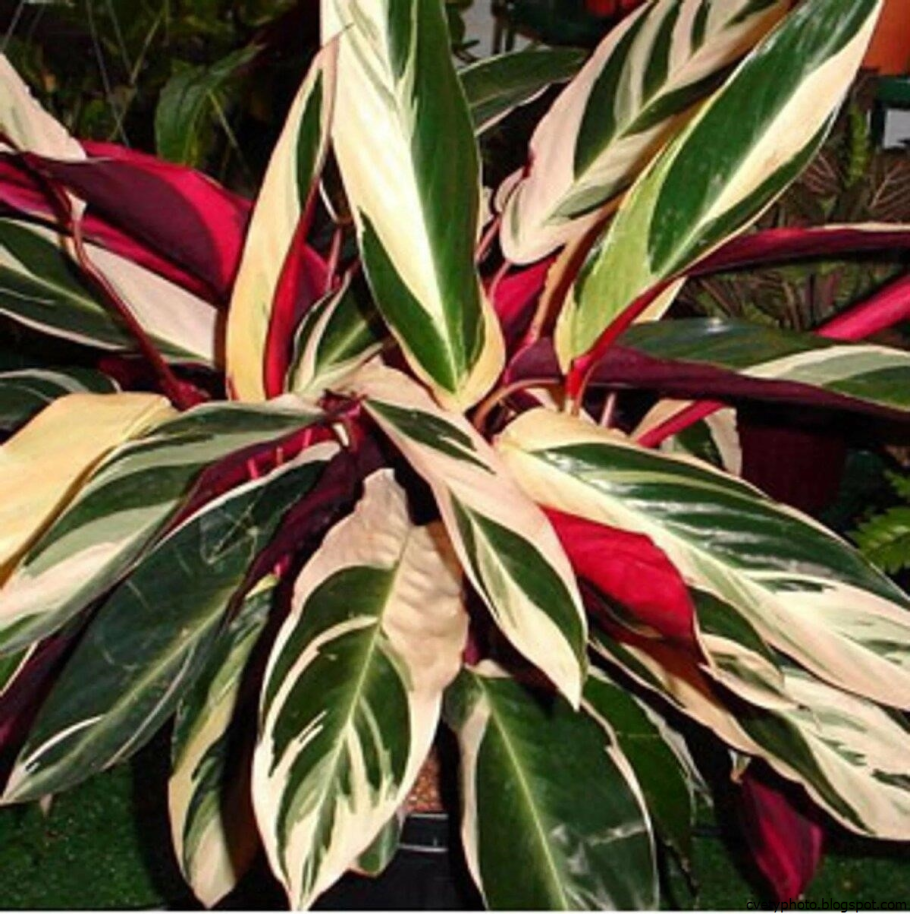 Строманта sanguinea