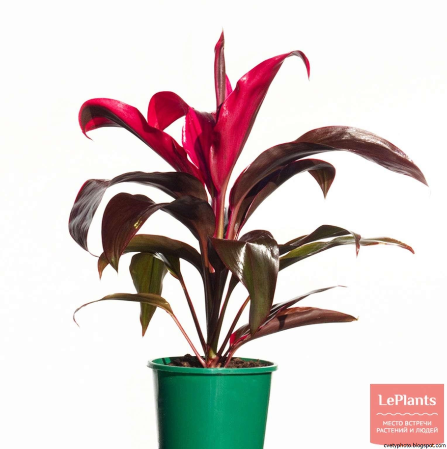 Цветок Кордилина фрутикоза