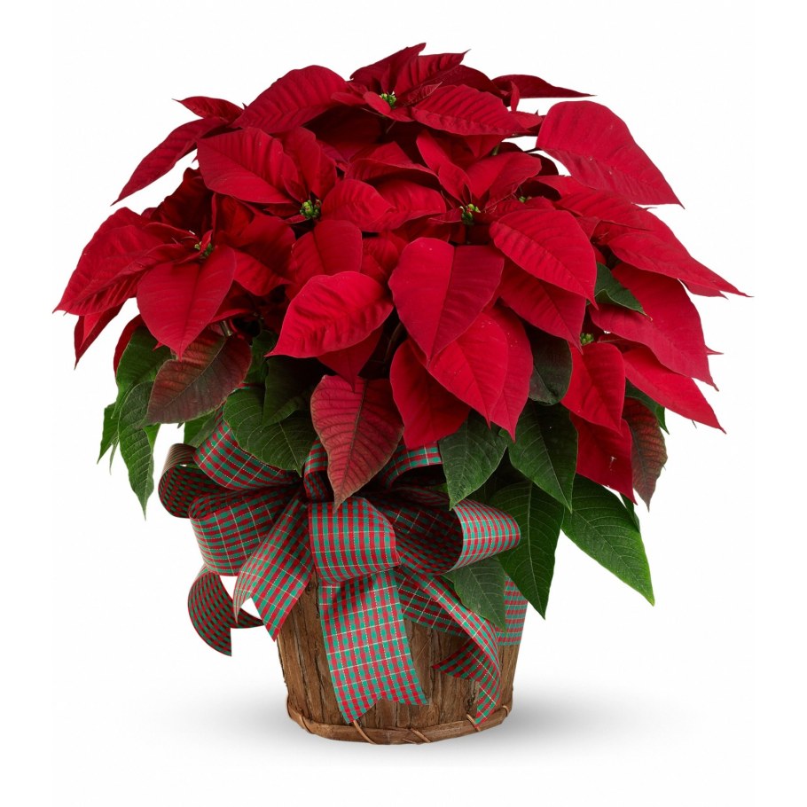 Молочай - пуансеттия (Рождественская звезда)