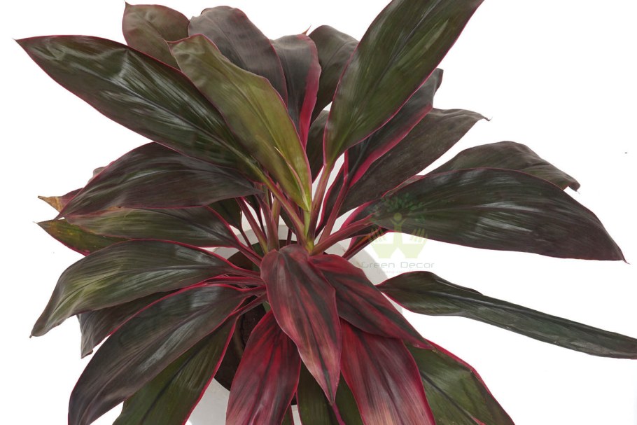 Кордилина фрутикоза микс