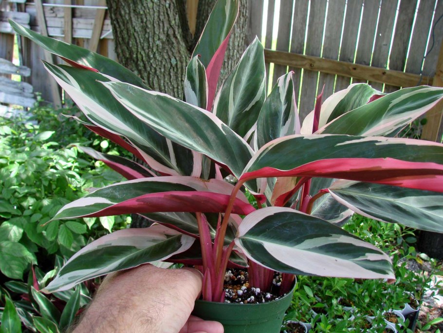 Строманта sanguinea