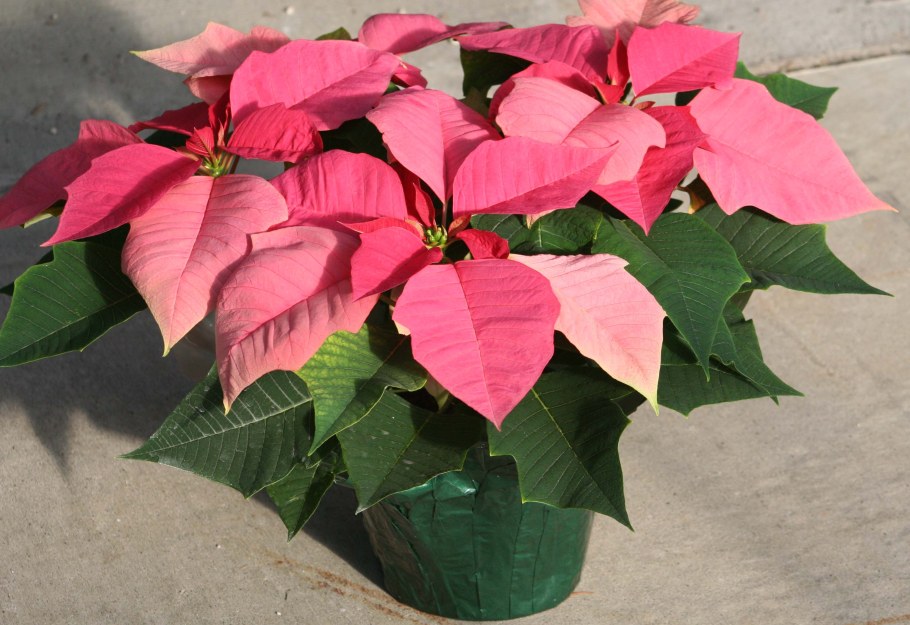 Пуансеттия зеленая