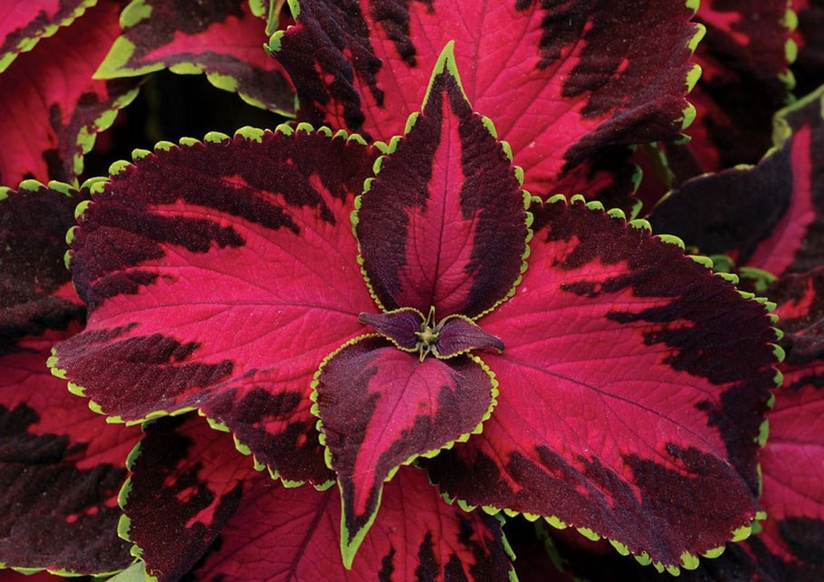 Колеус шоколад каверед черри