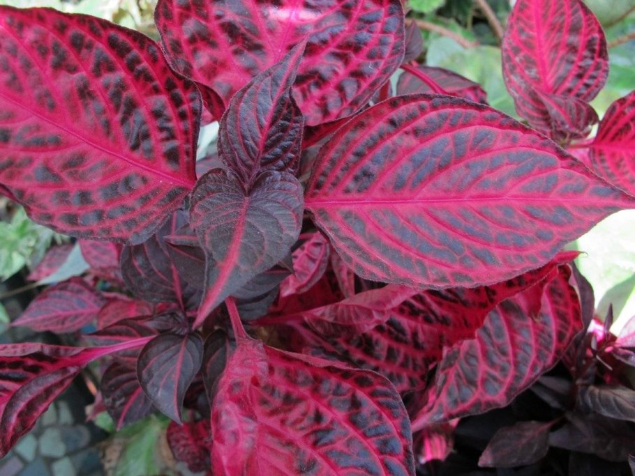 Ирезине бегония