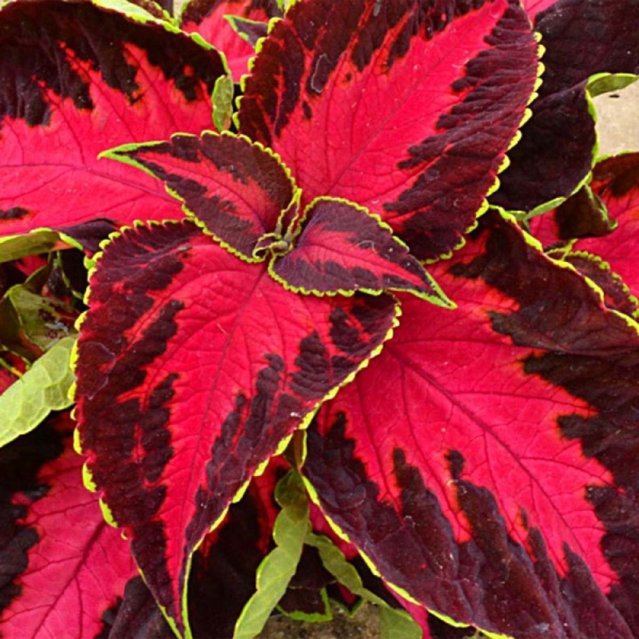 Колеус каверед черри