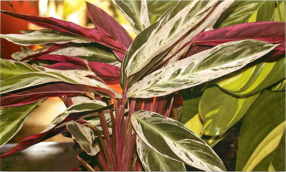 Строманта Сангвинея