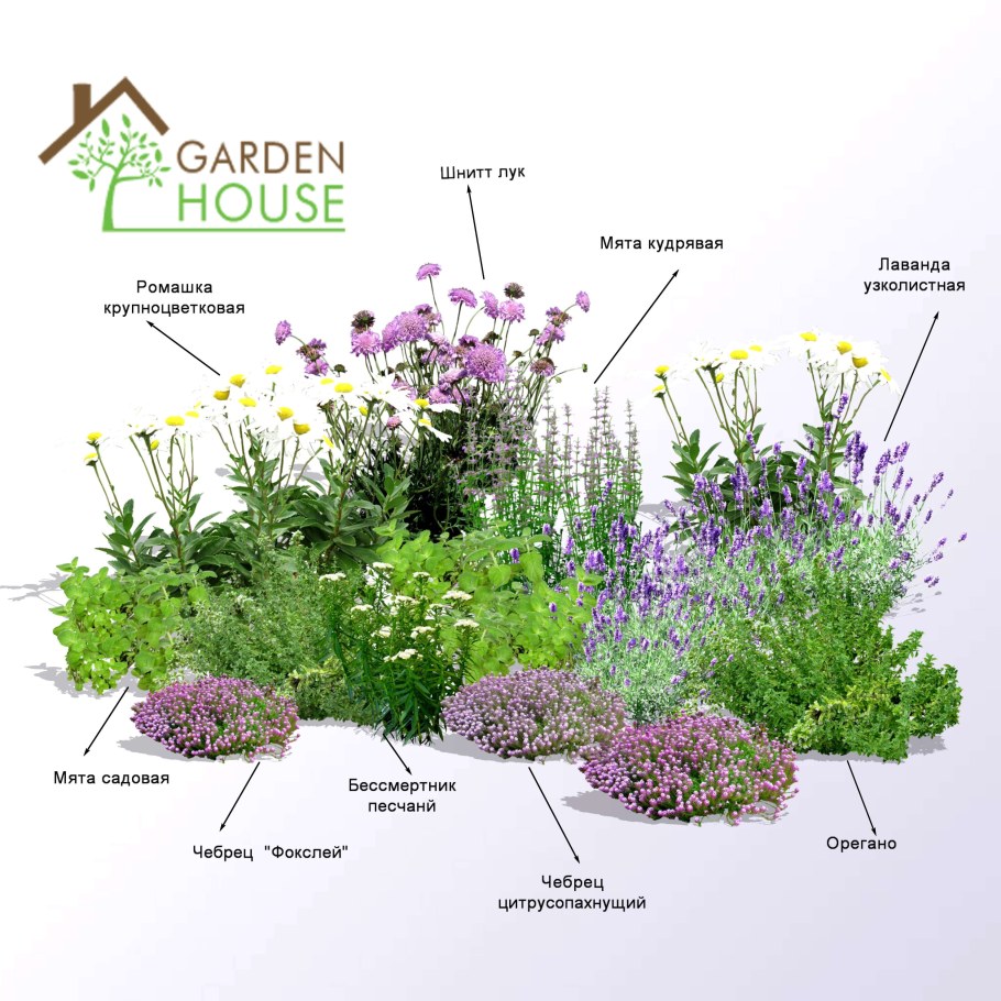 Клумба из пряных трав многолетников