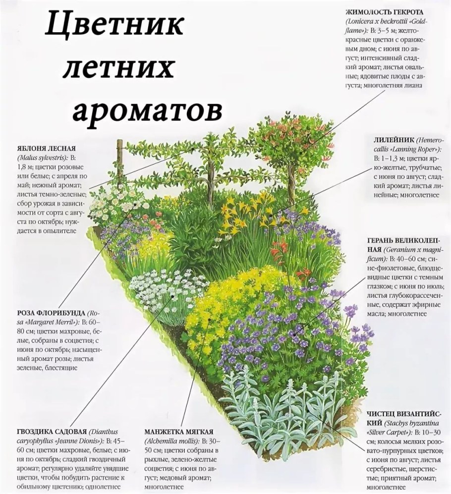 Клумба из пряных трав многолетников