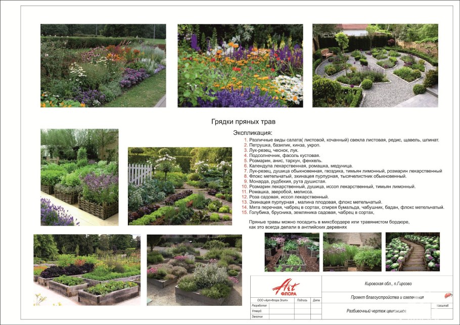 Пряные травы схема посадки