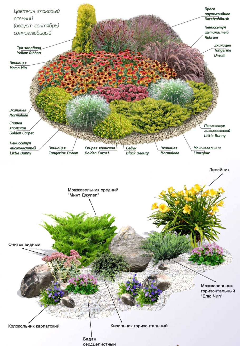 Клумбы С Многолетними Цветами Фото С Названиями
