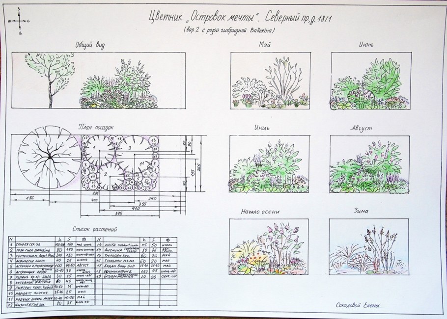 Туя Даника в ландшафтном дизайне схема посадки