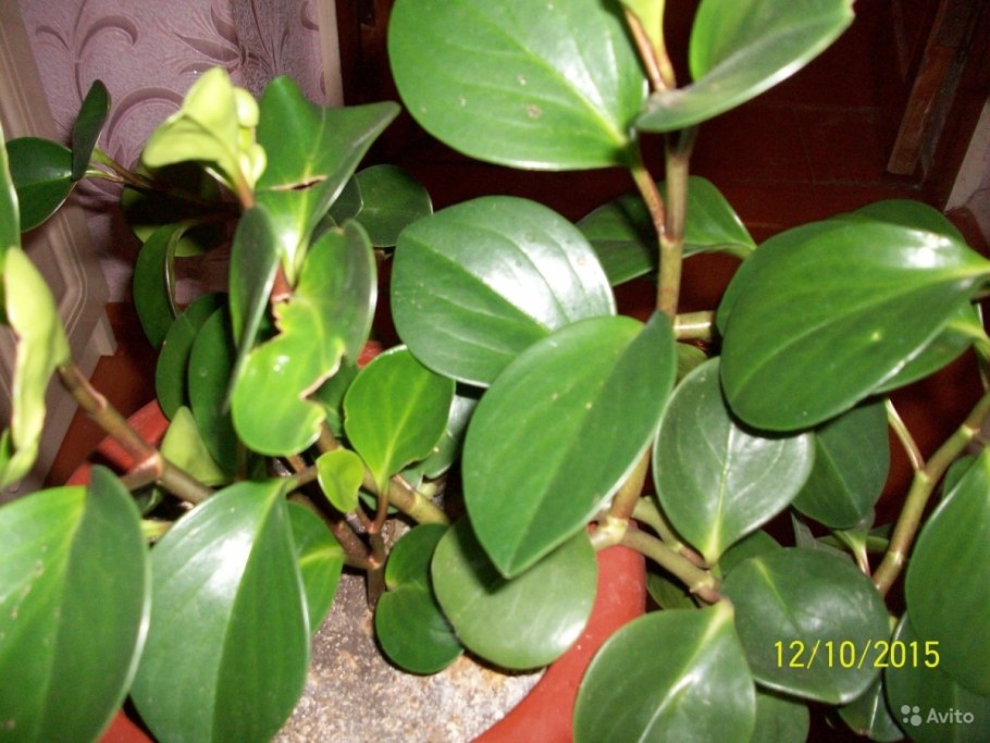 Толстянка денежное дерево