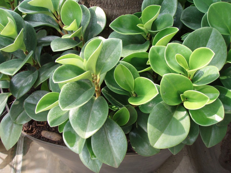 Пеперомия магнолиелистная цветы