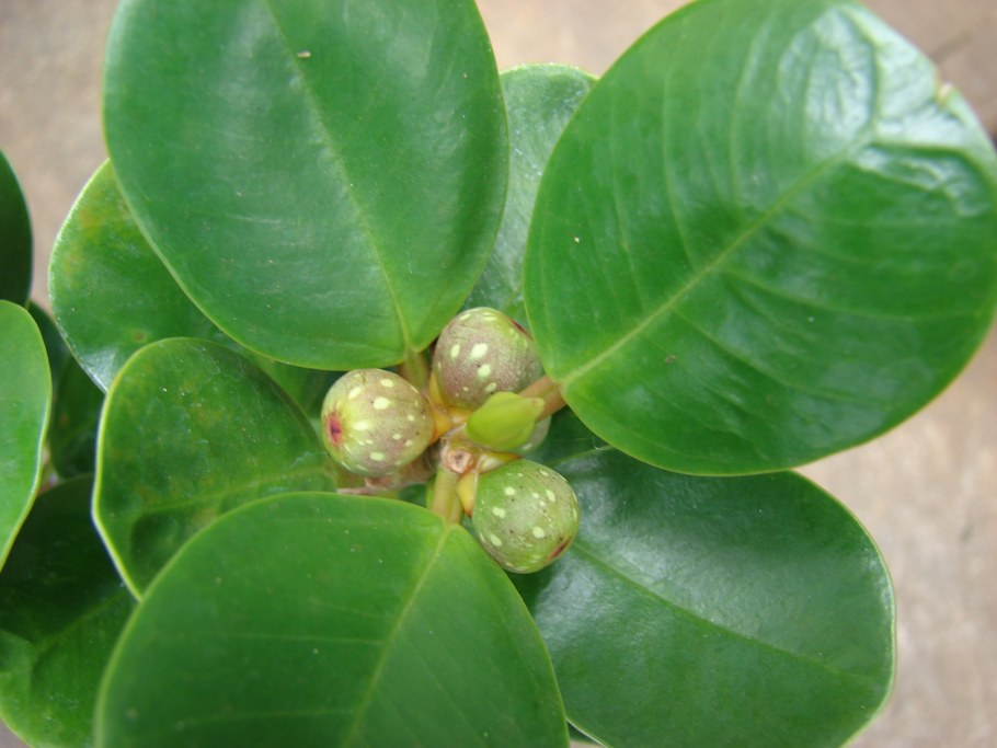 Пеперомия туполистная