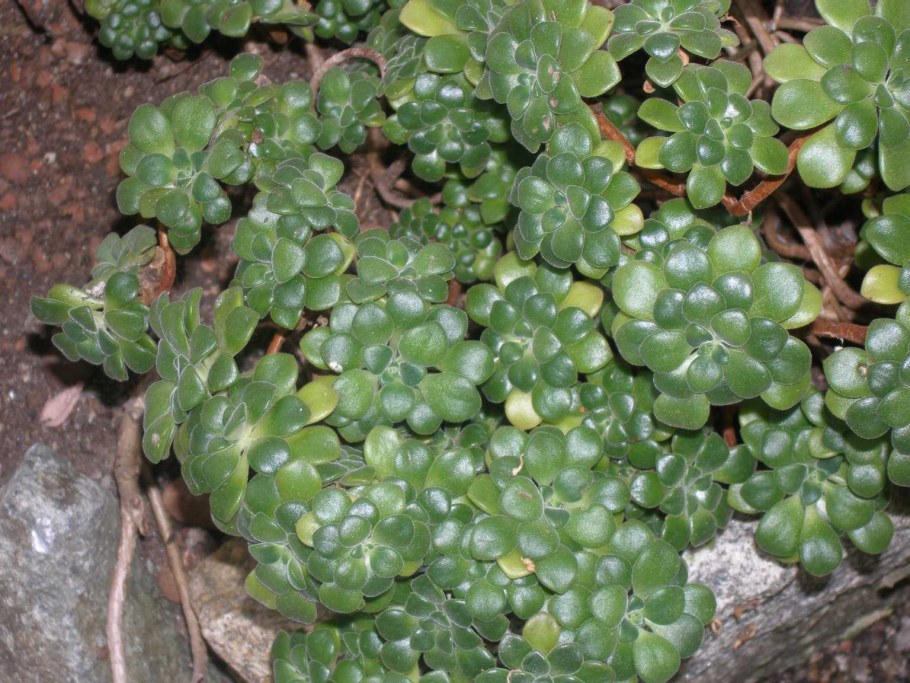 Толстянка Крассула портулаковидная