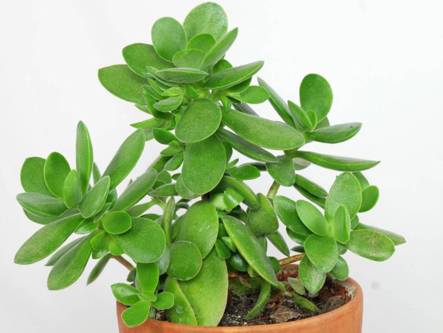 Пеереония кругнолистная