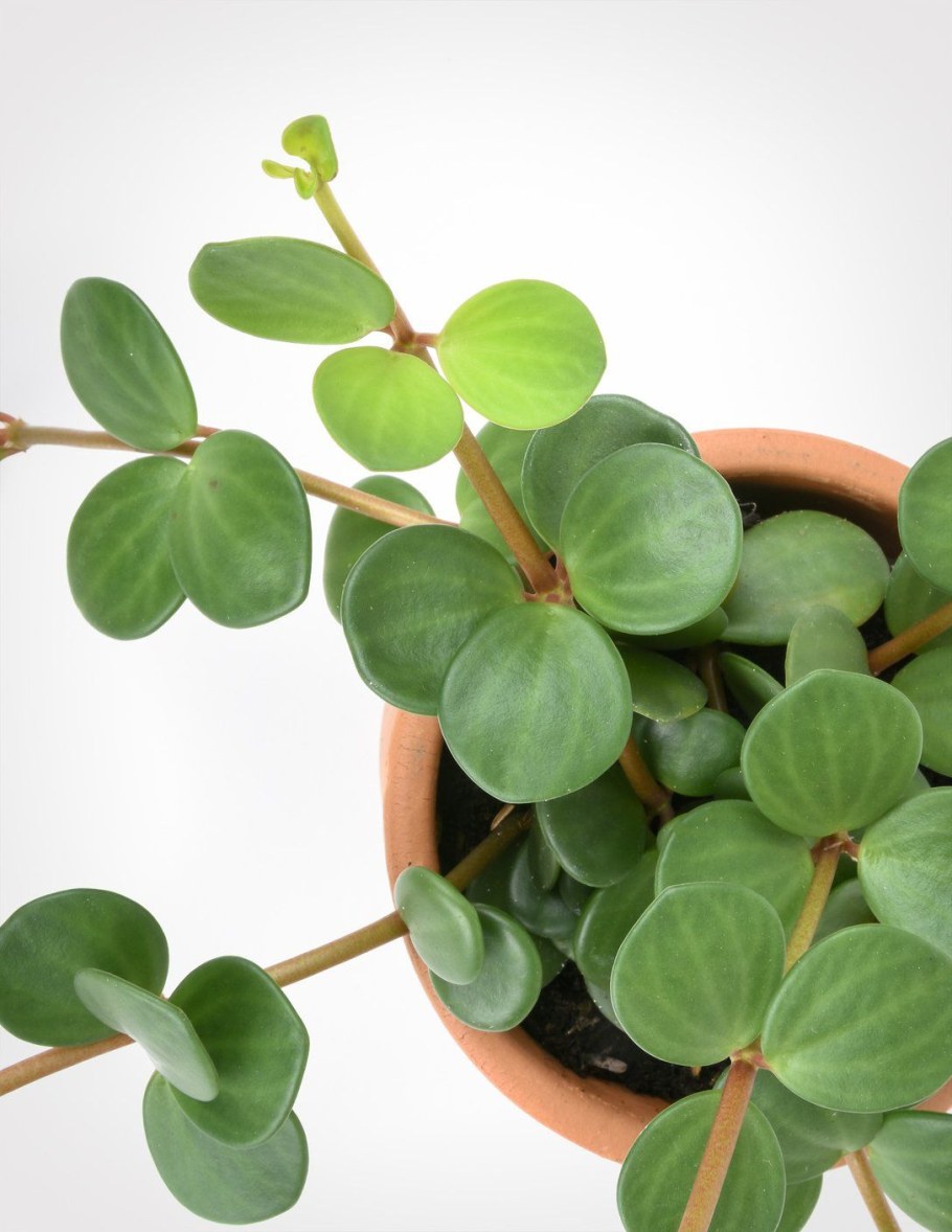 Замиокулькас Замифолия