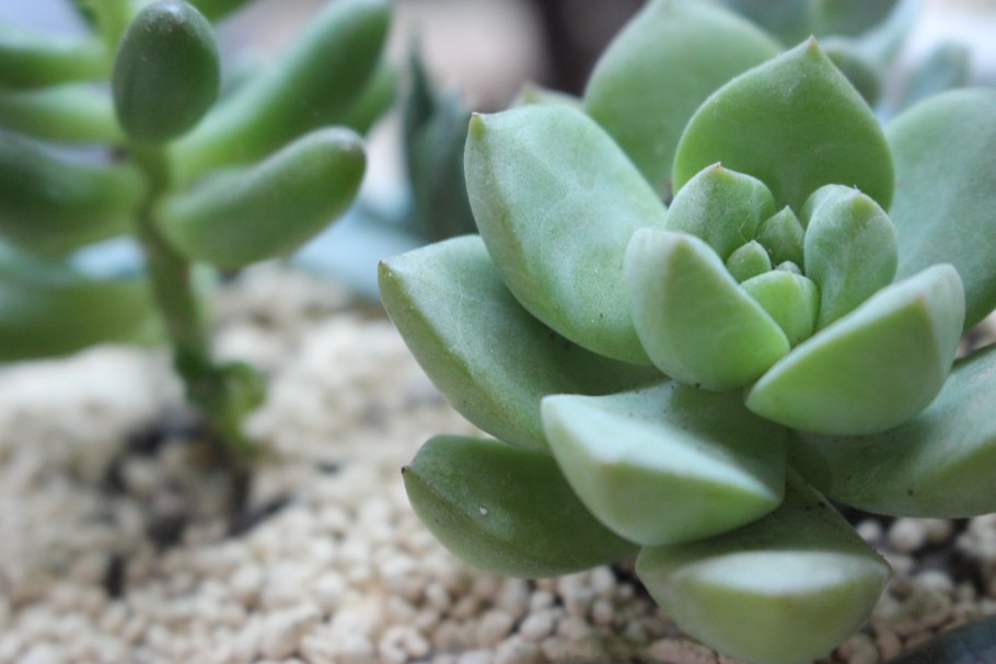 Мясистый суккулент