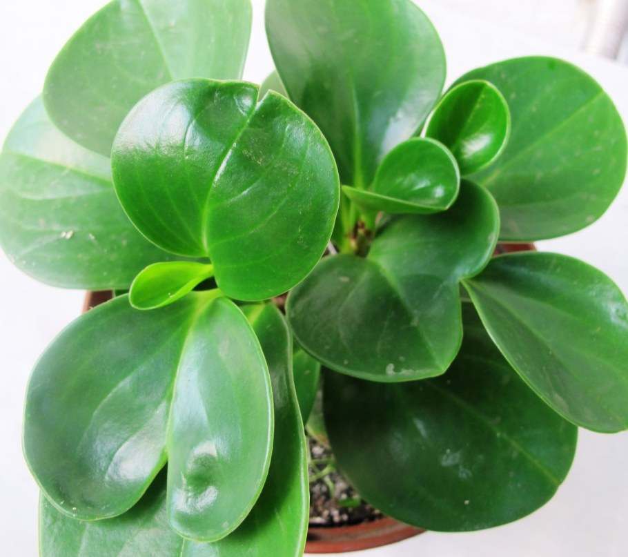 Пеперомия Лиана