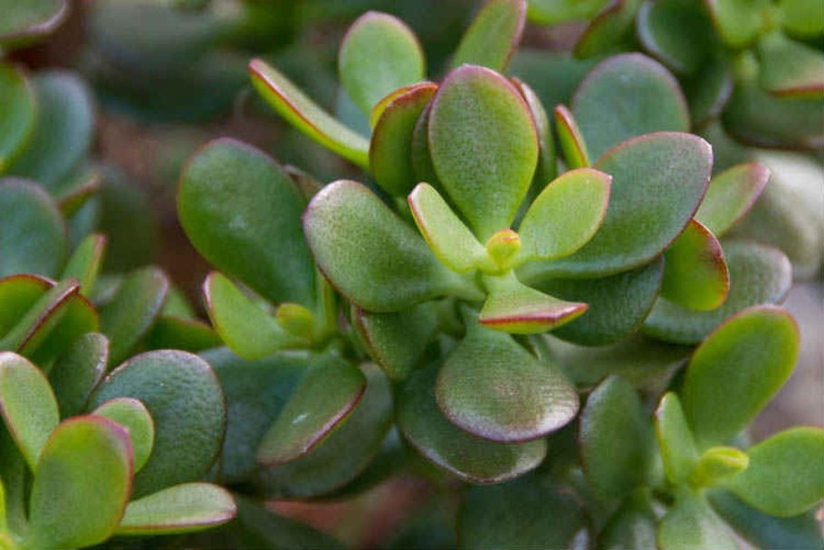 Каучуконосный Мелани