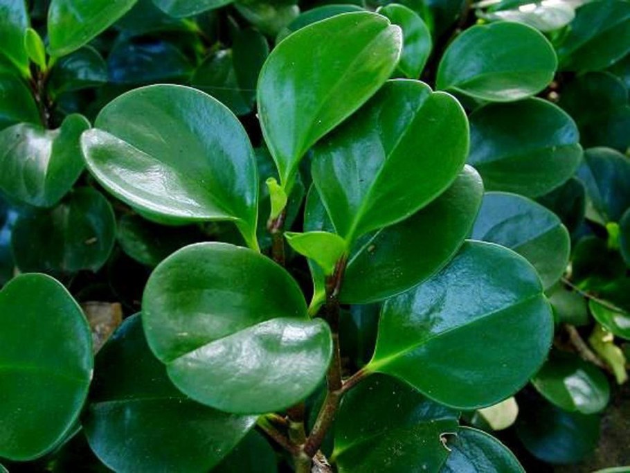 Пеперомия магнолиелистная