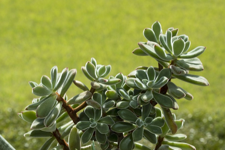 Традесканция Пеперомия