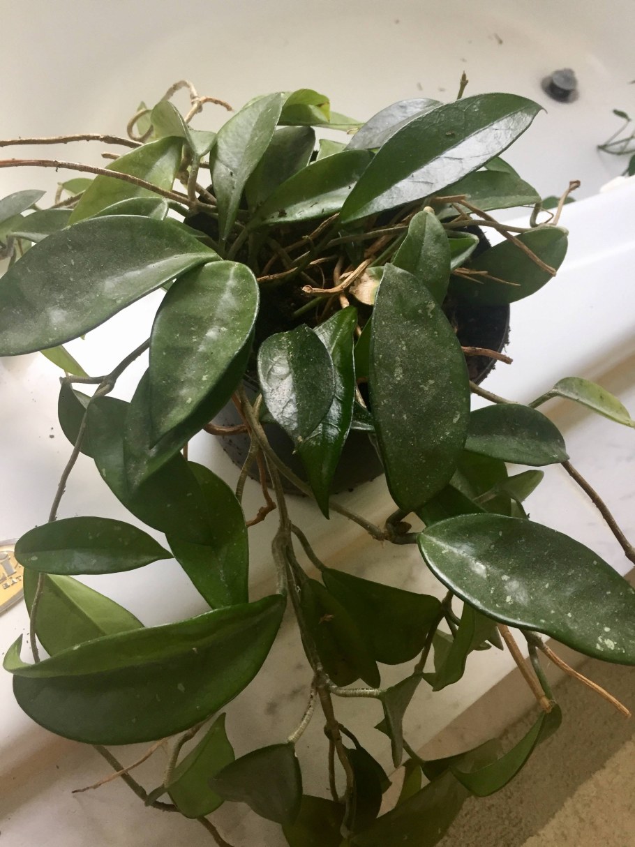 Цветок мужегон Диффенбахия