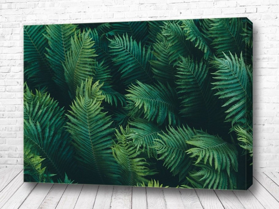 Папоротник акварель композиция