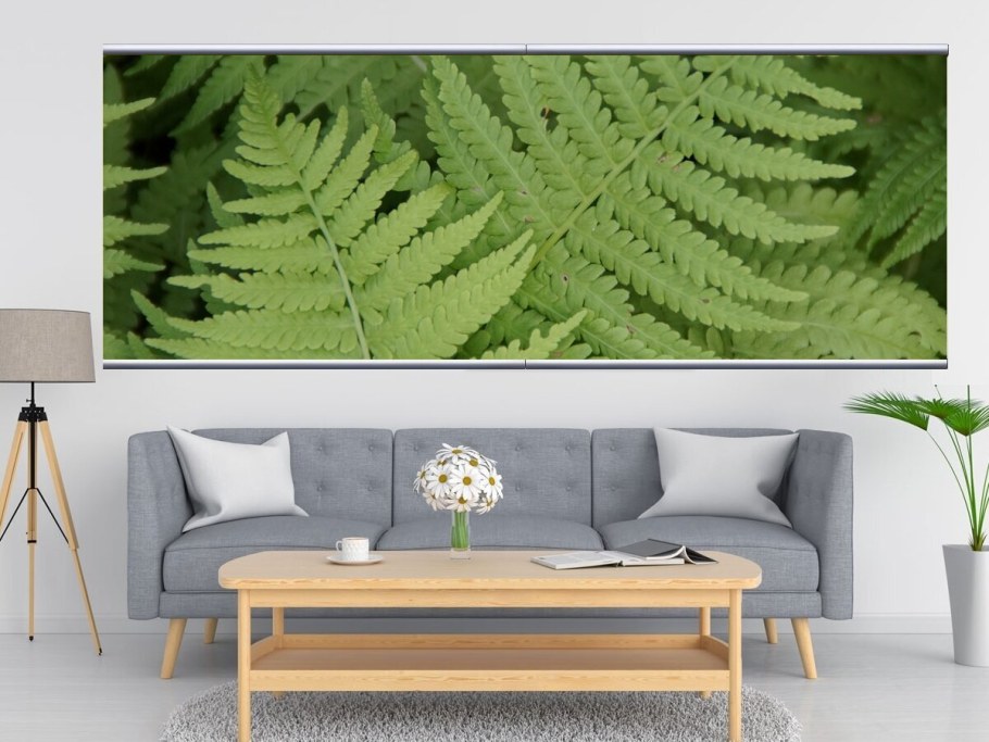 Папоротник Леруа