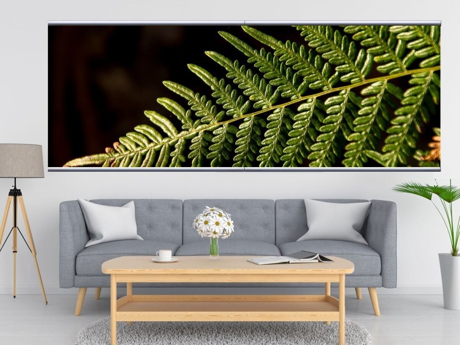 Папоротник пальмы монстера