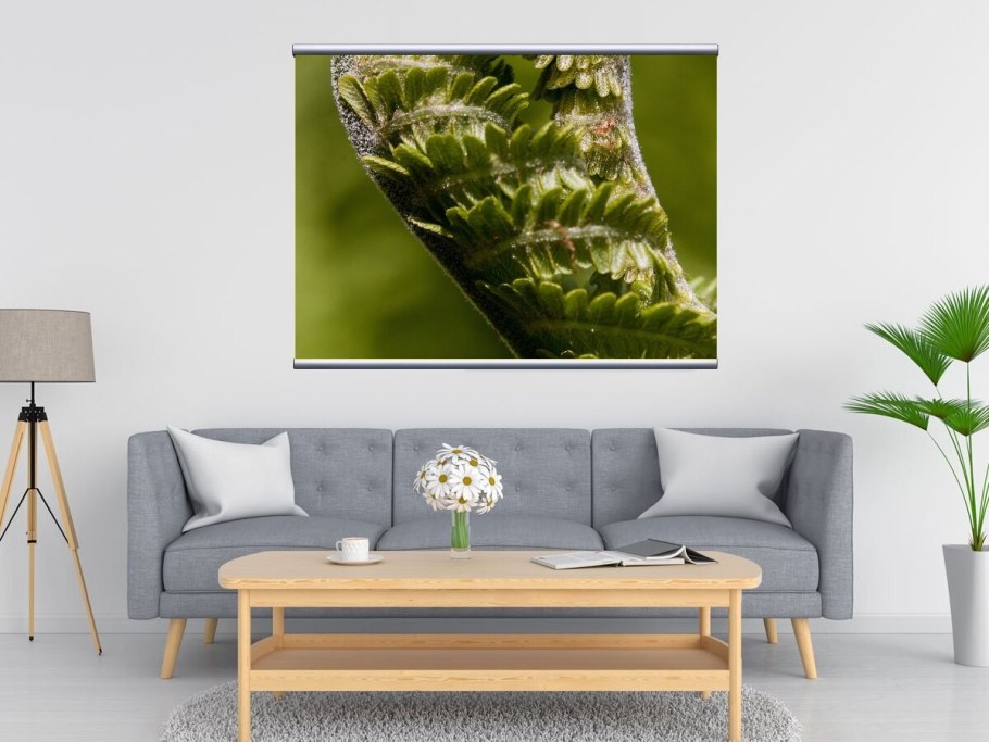 Монстера Лиана