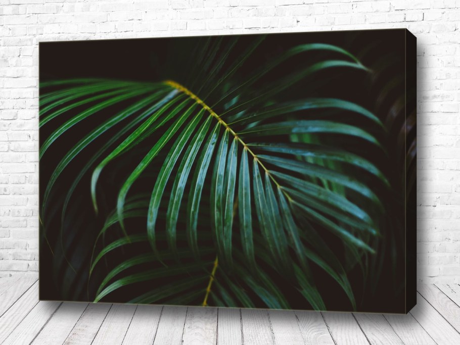 Папоротник Далия