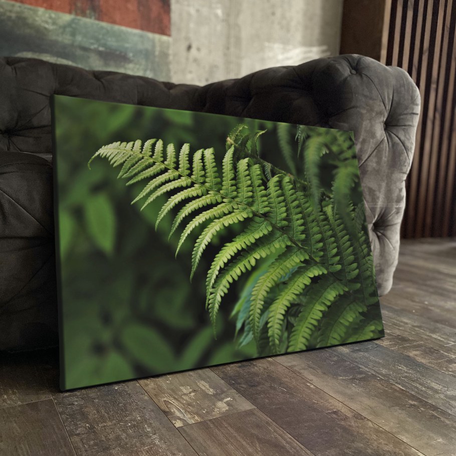 Папоротник картина