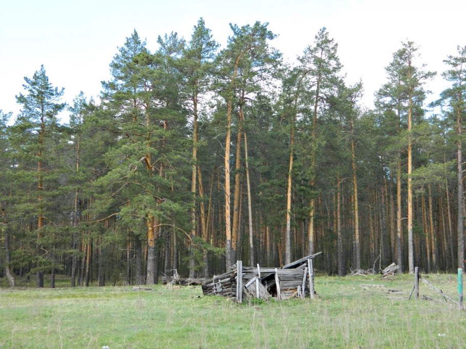 Сосновый лес изба скит Торжок