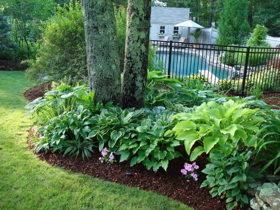 Хоста бордюрная