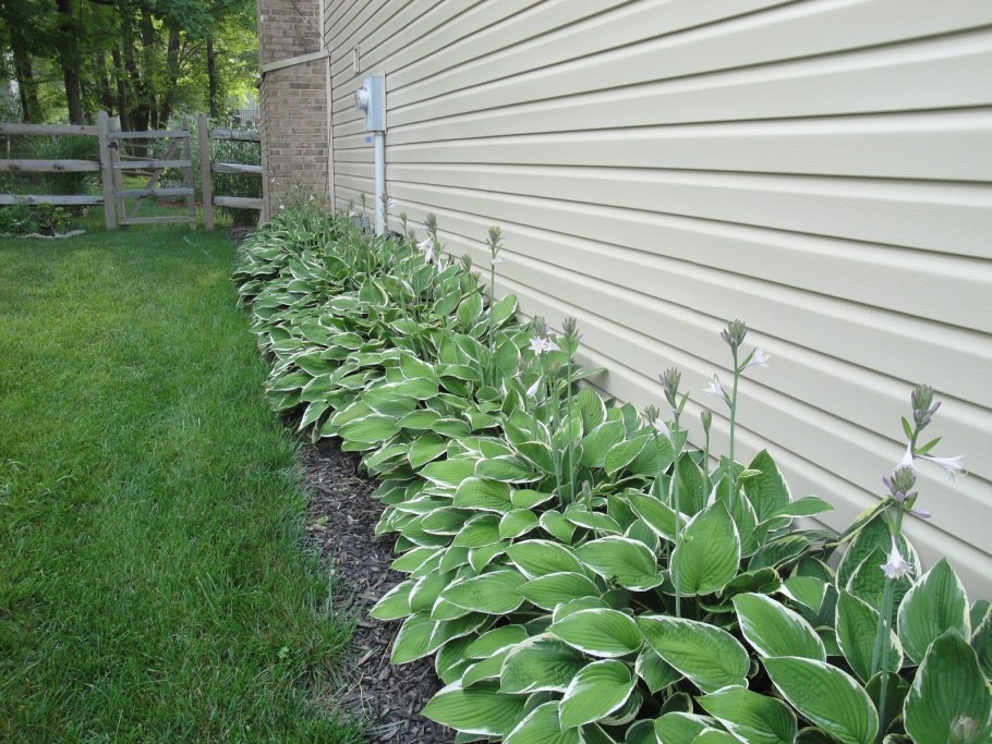 Хоста зеленая бордюр