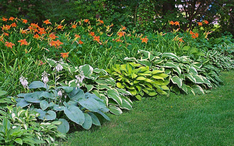 Хоста с лилейниками