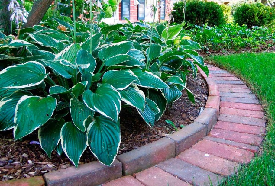 Хоста бордюрная