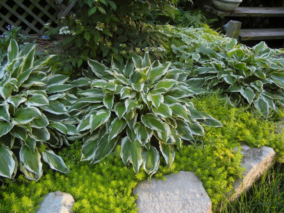 Хоста амазинг Грейс