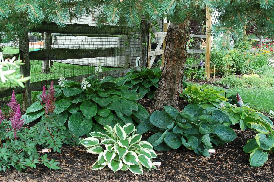 Тенелюбивые растения Хоста