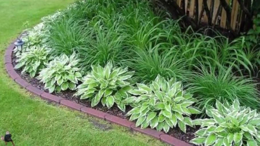 Ограждение для хосты